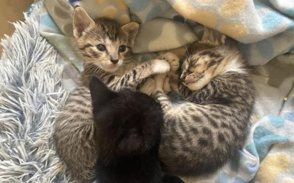 67只被遗弃的小猫在拉罗汤加的爪子和爪子猫收容所度过了圣诞节。