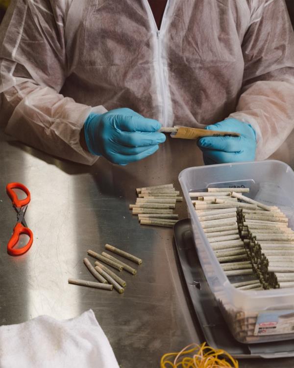 Latex gloved hands roll pre-rolled joints on a stainless steel table.