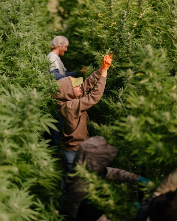 Cannabis farmers surrounded by weed plants admiring their crop